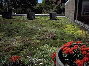 Green rooftops benefit everyone!